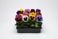 Pansy Matrix Mix with  Blotch