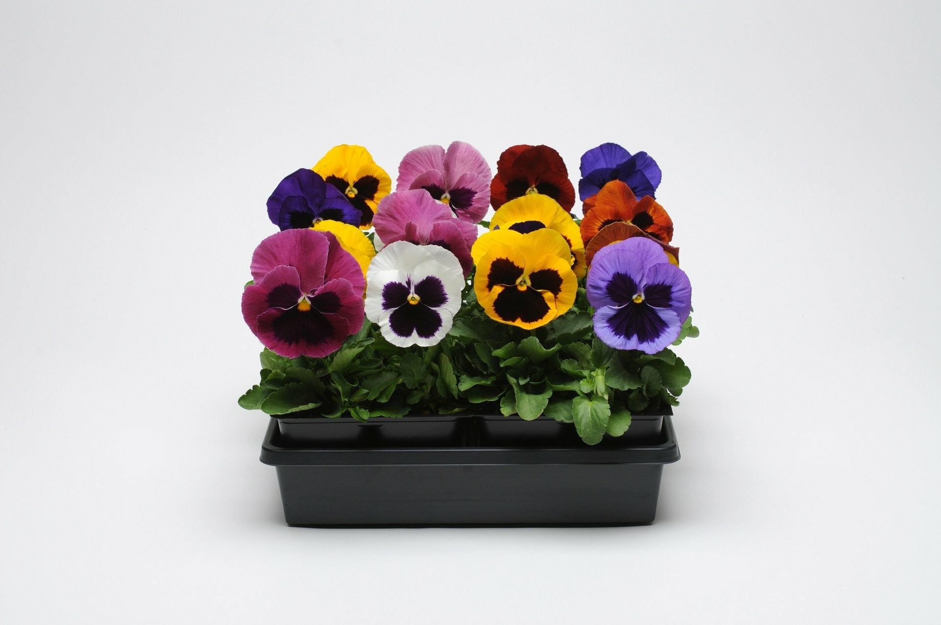 Pansy Matrix Mix with  Blotch