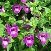 Torenia Summer Wave Blue Pot