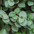 Wandering Jew