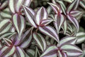 Wandering Jew Red and Silver