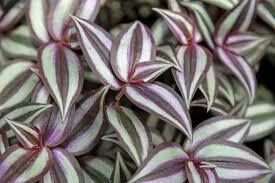 Wandering Jew Red and Silver