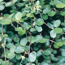Wire Vine