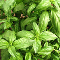 Sweet Basil Genovese