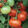 Tomato Super Fantastic