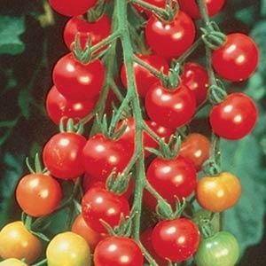 Tomato Sweet 100