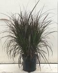 Fountain  Grass