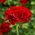 Geranium Calliope Dark Red Basket