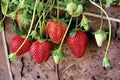 Strawberries June bearing