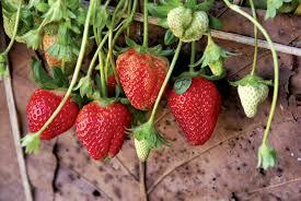 Strawberries June bearing