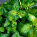 Vinca Vine Dark Green