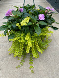 New Guinea Super Sonic Lavender with Lysimachia