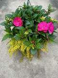 New Guinea Super Sonic Hot Pink with Lysimachia