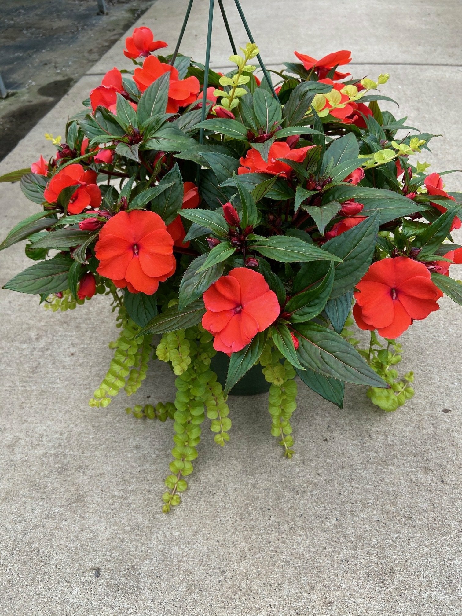 New Guinea Super Sonic Dark Salmon with Lysimachia