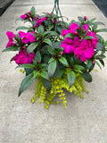 New Guinea Super Sonic Lilac with Lysimachia