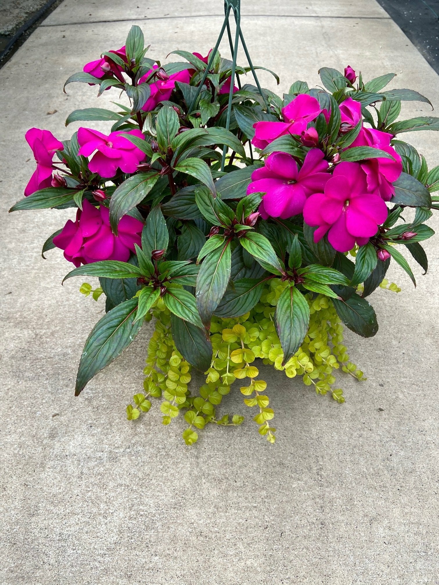 New Guinea Super Sonic Lilac with Lysimachia