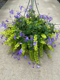 Streptocarpella Basket with Lysimachia