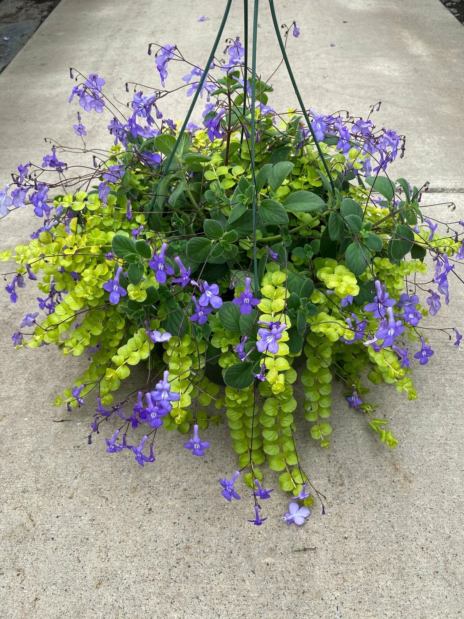 Streptocarpella Basket with Lysimachia