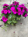 Purple Sunpatiens with Mezoo Vine