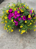 Purple Sunpatiens  With Deep Yellow Calibrachoa