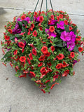 Purple Sunpatiens  With Orange Calibrachoa