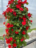 Impatiens Beacon Bright Red Bag