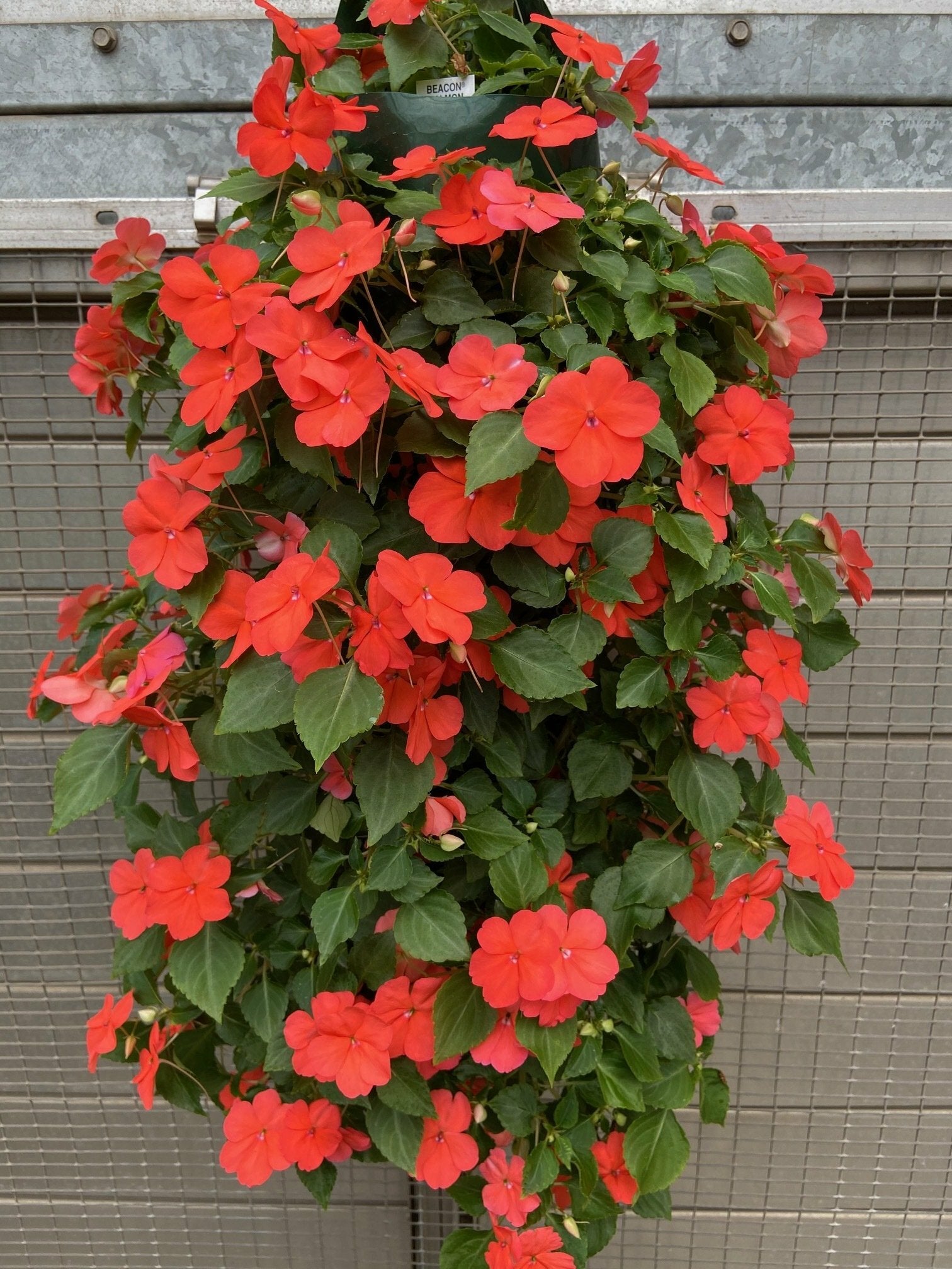 Impatiens Beacon Salmon Bag