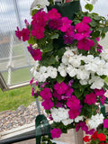 Violet and White Impatiens Bag