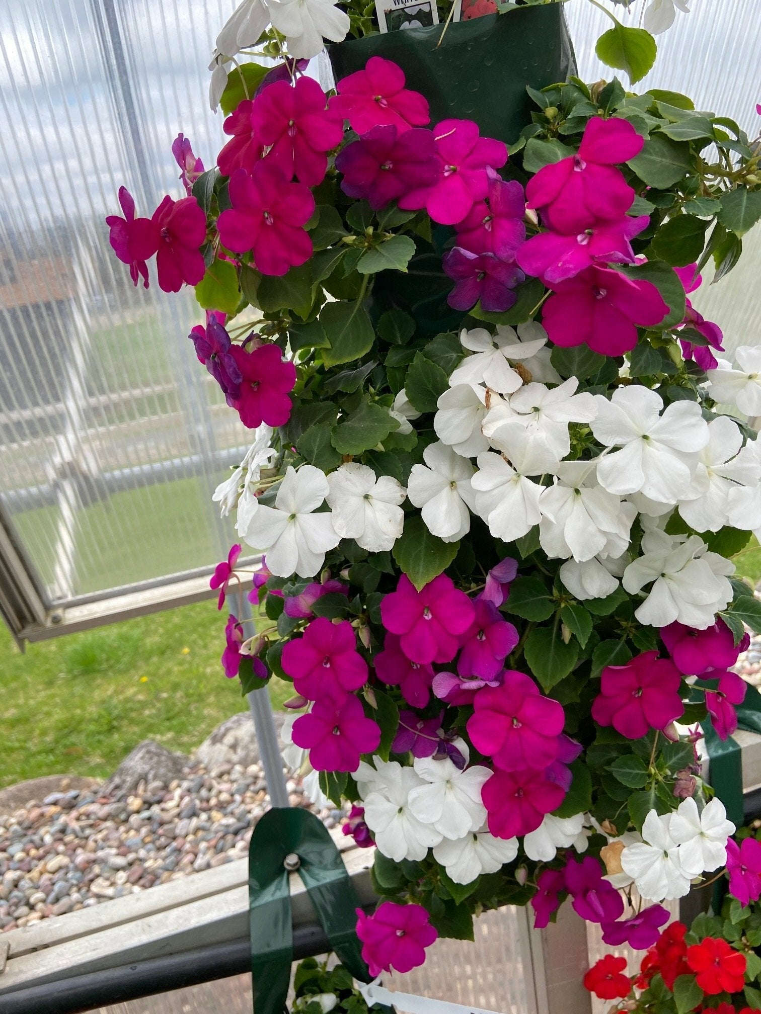 Violet and White Impatiens Bag