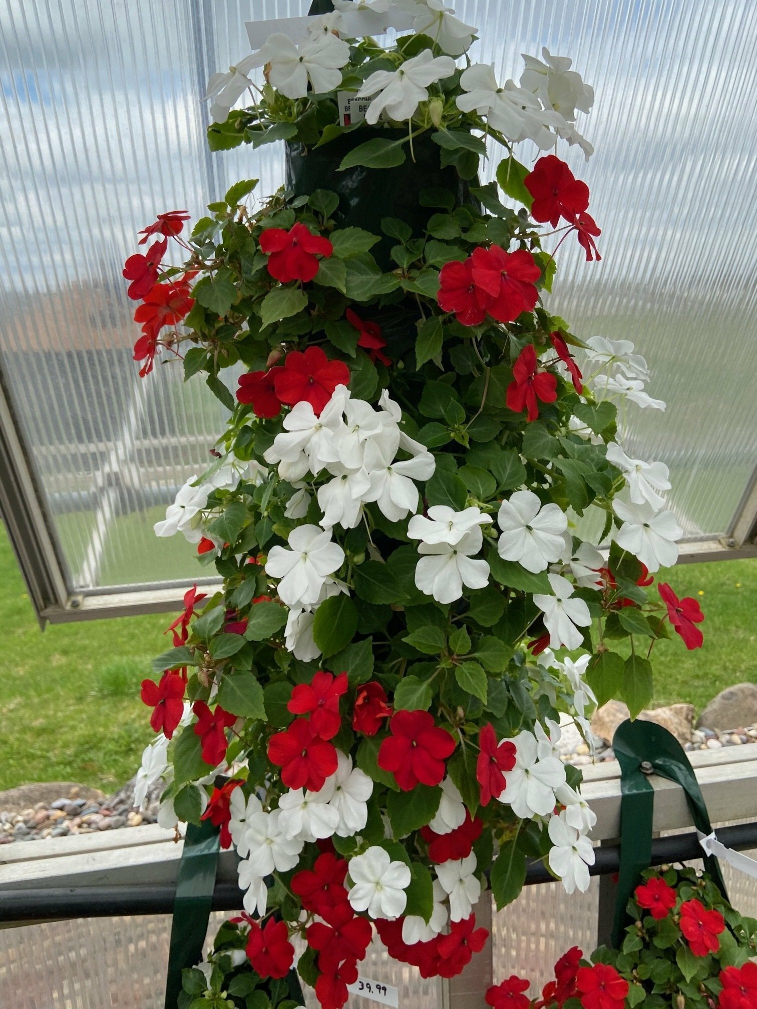 Red and White Impatiens Bag