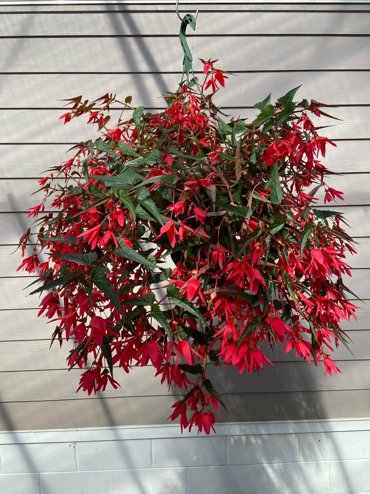 Begonia Groovy Pink Basket