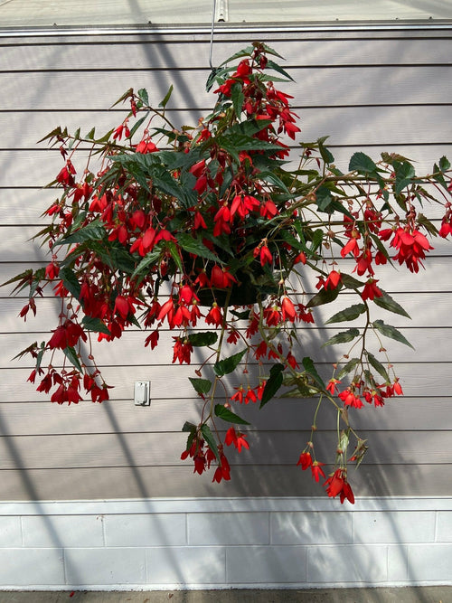 Begonia Groovy Red Basket