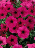 Petunia Headlier Electric Purple