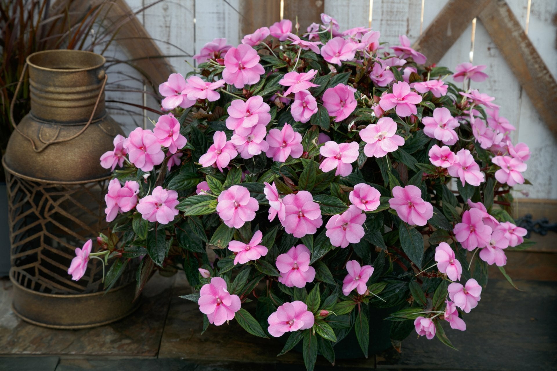 Sunpatiens Lavender Splash Basket