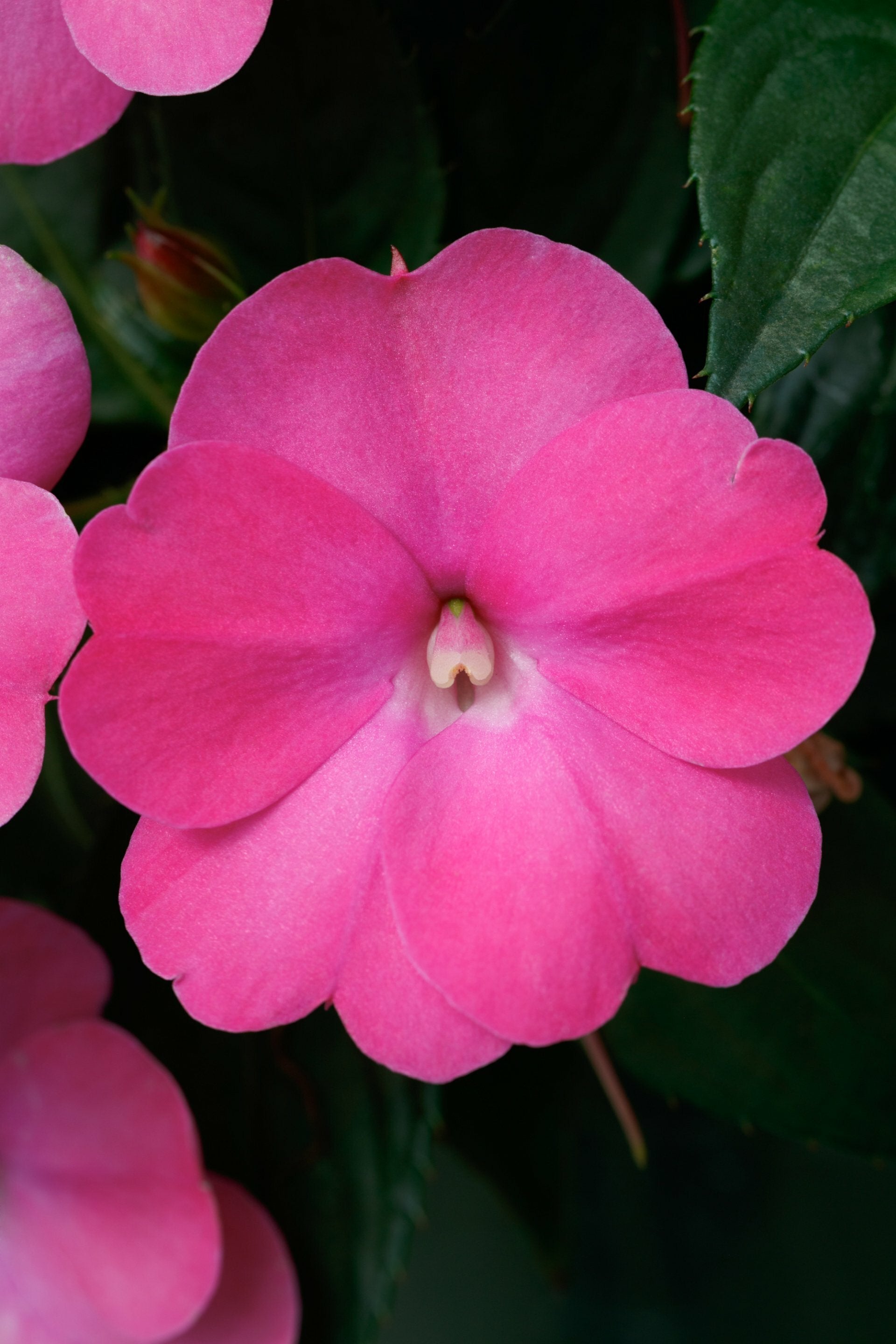 Sunpatiens Hot Pink Pot