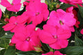 Sunpatiens Rose Pink Basket
