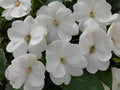 Sunpatiens White Pot