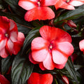 New Guinea Sonic Sweet Red