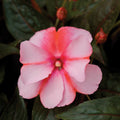 New Guinea Super Sonic Sweet Cherry