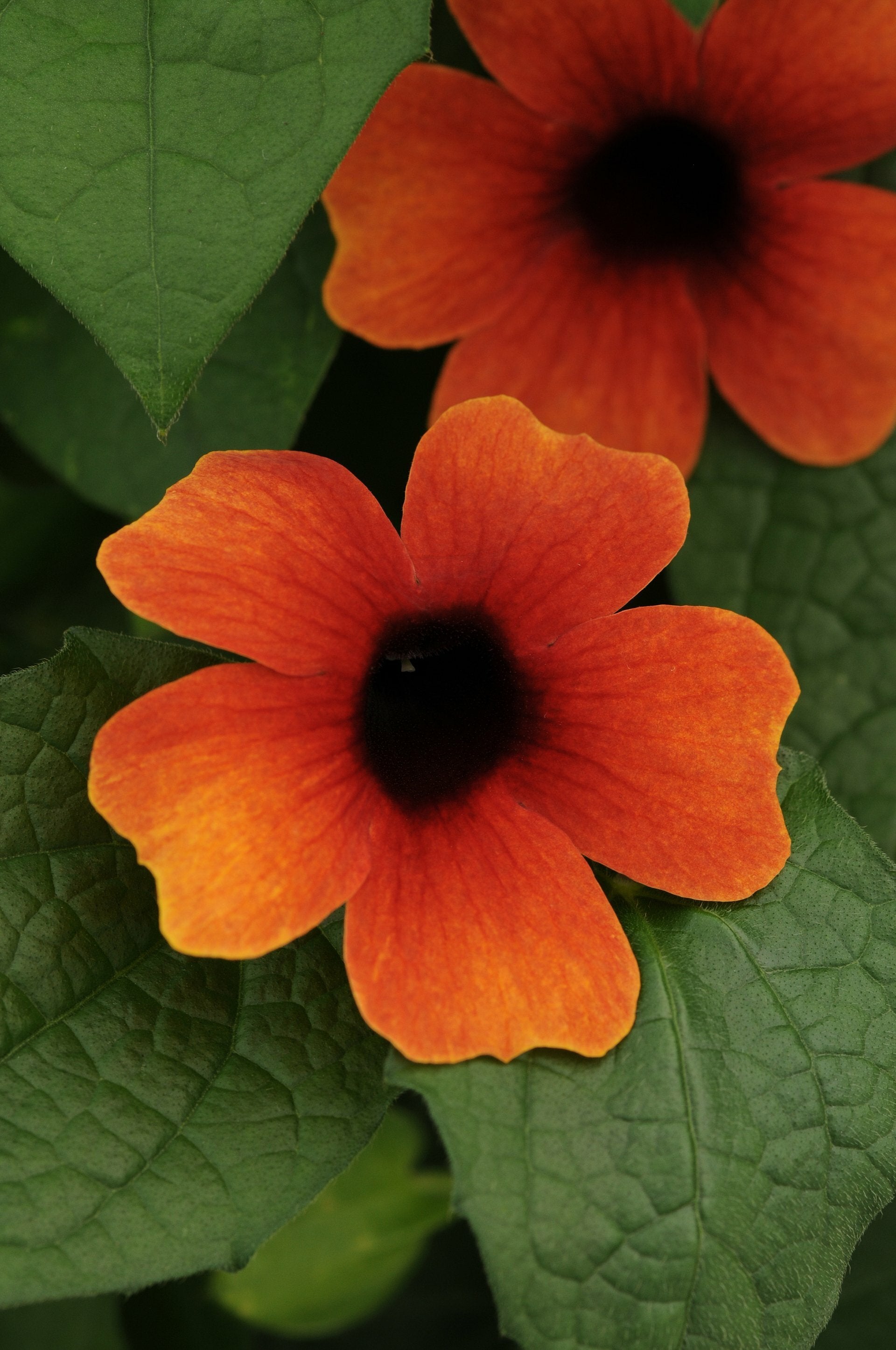 Thunbergia Arizona Glow Pot