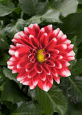 Dahlia Dalaya Dark Red and White