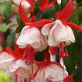 Fuchsia White Eye Basket