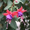 Fuchsia Dark Eye Basket
