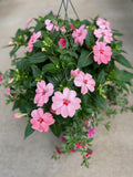 Sunpatien Pink Kiss with Calibrachoia Hot Pink
