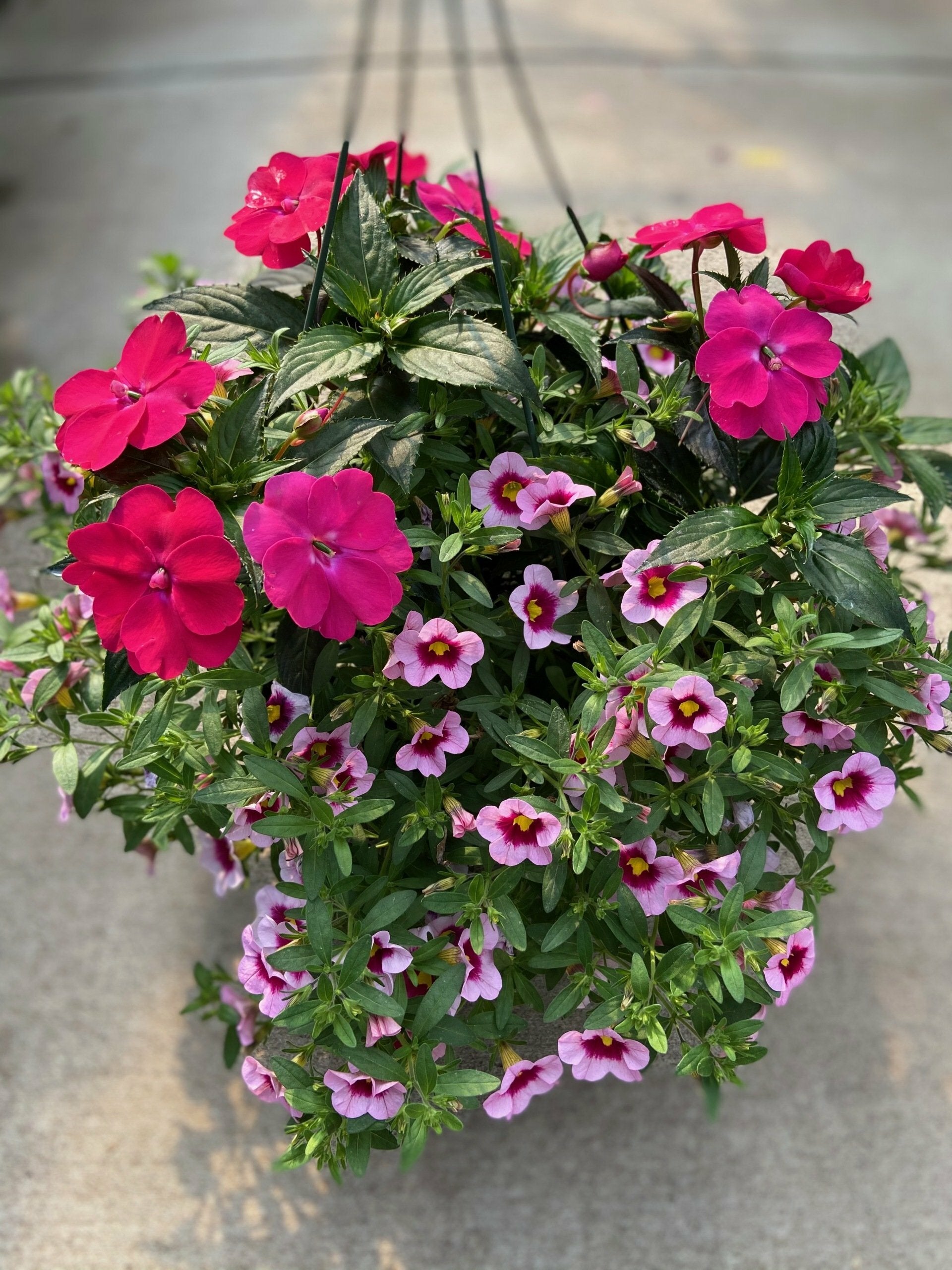 Sunpatien Rose Pink with Calibrachoa Light Pink Kiss