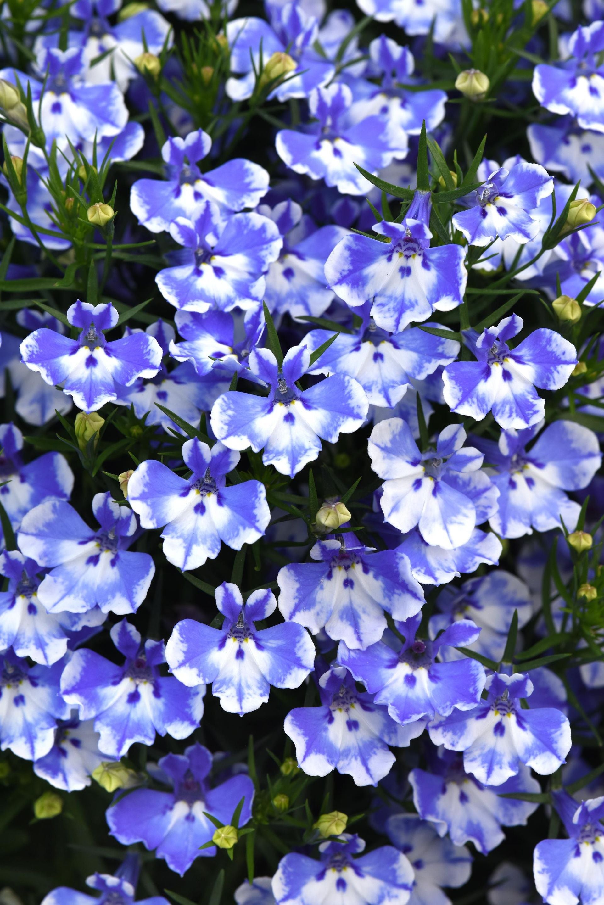 Lobelia Magadi Compact Blue Bay