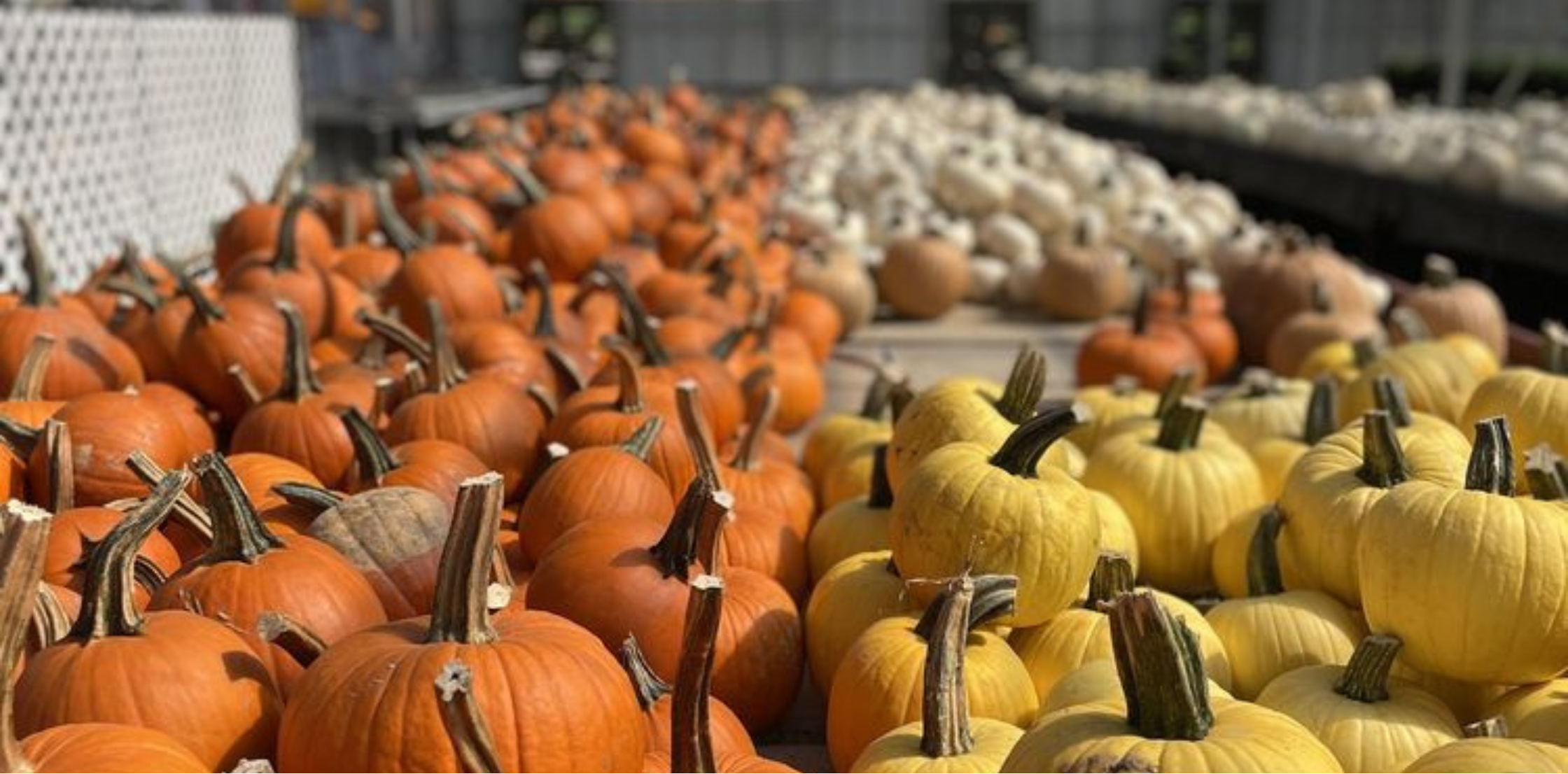 Large piles of fresh pumpkins and gourds displayed outdoors in a farm or market setting, with orange pumpkins in the foreground and pale yellow and white gourds further back.
