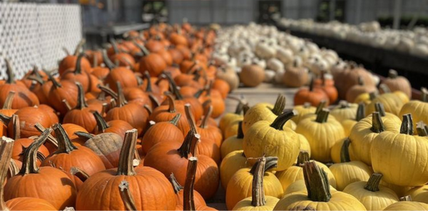 Large piles of fresh pumpkins and gourds displayed outdoors in a farm or market setting, with orange pumpkins in the foreground and pale yellow and white gourds further back.