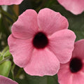 Thunbergia Rose Sensation Basket