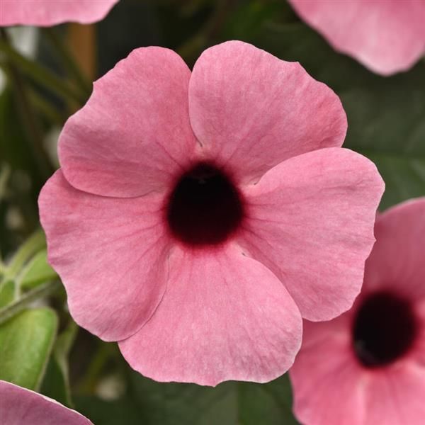 Thunbergia Rose Sensation Pot